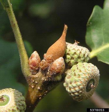 Cynipid gall wasp (Andricus solitarius ) on oak (Quercus spp. ) - 5378053