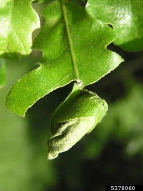 oak roller weevil (Attelabus nitens ) on oak (Quercus spp. ) - 5378060