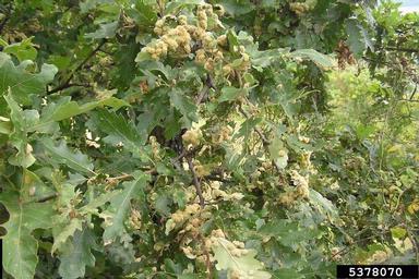 gall midge (Dryomia circinnans ) on oak (Quercus spp. ) - 5378070