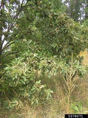 gall midge (Dryomia circinnans ) on oak (Quercus spp. ) - 5378071