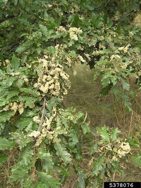 gall midge (Dryomia circinnans ) on oak (Quercus spp. ) - 5378076