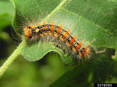 gypsy moth (Lymantria dispar ) on oak (Quercus spp. ) - 5378080