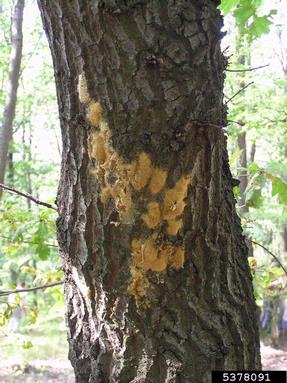 gypsy moth (Lymantria dispar ) on oak (Quercus spp. ) - 5378091