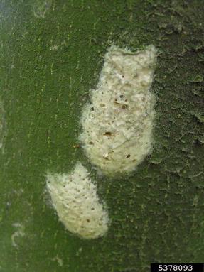 gypsy moth (Lymantria dispar ) on oak (Quercus spp. ) - 5378093