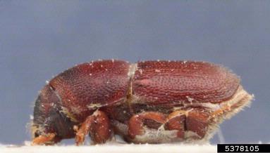 European oak bark beetle (Scolytus intricatus ) on oak (Quercus spp. ) - 5378105