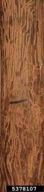 European oak bark beetle (Scolytus intricatus ) on oak (Quercus spp. ) - 5378107
