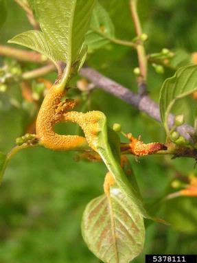crown rust (Puccinia coronata ) on glossy buckthorn (Frangula alnus ) - 5378111