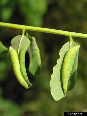 gall midge (Obolodiplosis robiniae ) on black locust (Robinia pseudoacacia ) - 5378112