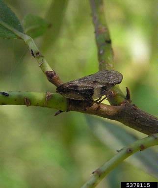 spittlebug (Aphrophora salicina ) on willow (Salix spp. ) - 5378115