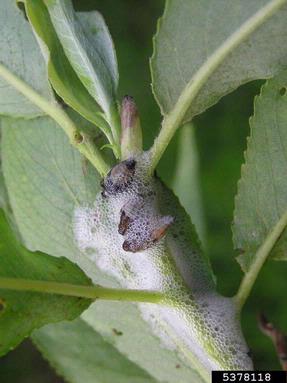 spittlebug (Aphrophora salicina ) on willow (Salix spp. ) - 5378118