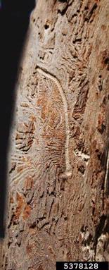 larger shothole borer, Scolytus mali  (Coleoptera: Curculionidae) - 5378128