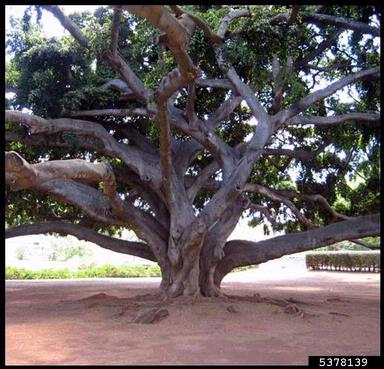 weeping fig, Ficus benjamina  (Urticales: Moraceae) - 5378139