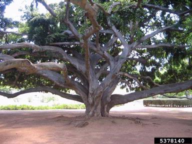 fig/banyan, Ficus spp.  (Urticales: Moraceae) - 5378140