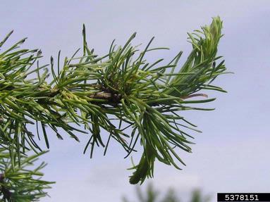 adelgid (Sacchiphantes viridis ) on European larch (Larix decidua ) - 5378151