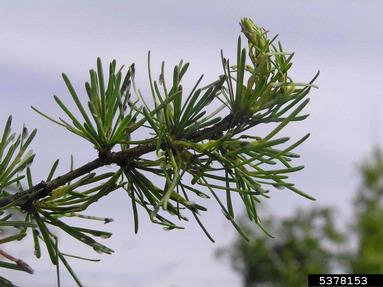 adelgid (Sacchiphantes viridis ) on European larch (Larix decidua ) - 5378153