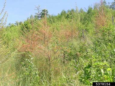 adelgid (Sacchiphantes viridis ) on European larch (Larix decidua ) - 5378154