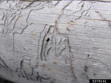 flatheaded or metallic wood borer (  ) on spruce (Picea spp. ) - 5378161