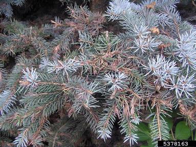 orange spruce needleminer (Coleotechnites piceaella ) on spruce (Picea spp. ) - 5378163