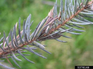 orange spruce needleminer (Coleotechnites piceaella ) on spruce (Picea spp. ) - 5378168
