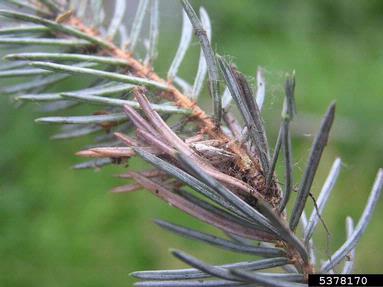 orange spruce needleminer (Coleotechnites piceaella ) on spruce (Picea spp. ) - 5378170