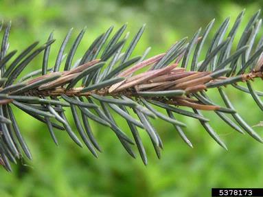 orange spruce needleminer (Coleotechnites piceaella ) on spruce (Picea spp. ) - 5378173