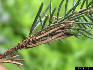 orange spruce needleminer (Coleotechnites piceaella ) on spruce (Picea spp. ) - 5378174