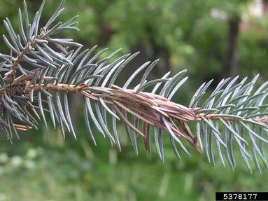 orange spruce needleminer (Coleotechnites piceaella ) on spruce (Picea spp. ) - 5378177