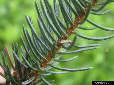 orange spruce needleminer (Coleotechnites piceaella ) on spruce (Picea spp. ) - 5378179