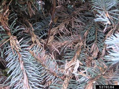orange spruce needleminer (Coleotechnites piceaella ) on spruce (Picea spp. ) - 5378184