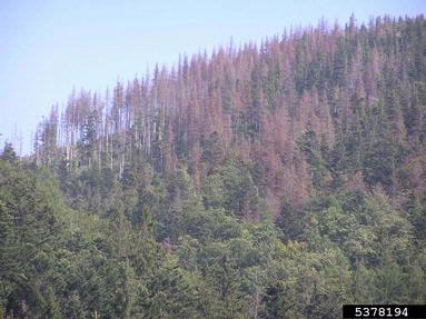 European spruce bark beetle (Ips typographus ) on spruce (Picea spp. ) - 5378194