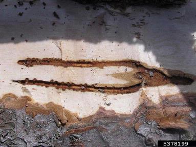 European spruce bark beetle (Ips typographus ) on spruce (Picea spp. ) - 5378199