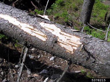 European spruce bark beetle (Ips typographus ) on spruce (Picea spp. ) - 5378215