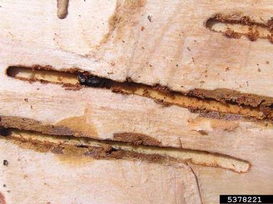 European spruce bark beetle (Ips typographus ) on spruce (Picea spp. ) - 5378221
