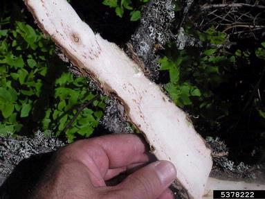 European spruce bark beetle (Ips typographus ) on spruce (Picea spp. ) - 5378222