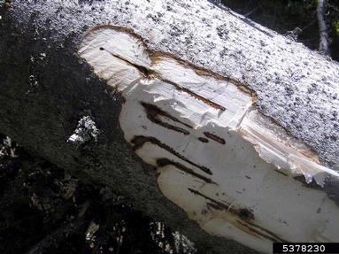 European spruce bark beetle (Ips typographus ) on spruce (Picea spp. ) - 5378230