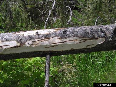 European spruce bark beetle (Ips typographus ) on spruce (Picea spp. ) - 5378244