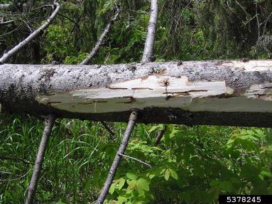 European spruce bark beetle (Ips typographus ) on spruce (Picea spp. ) - 5378245