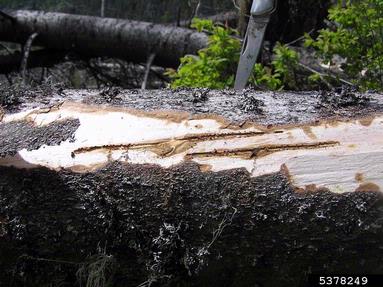 European spruce bark beetle (Ips typographus ) on spruce (Picea spp. ) - 5378249