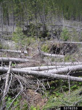 European spruce bark beetle (Ips typographus ) on spruce (Picea spp. ) - 5378253