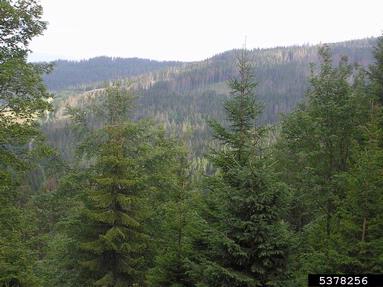 European spruce bark beetle (Ips typographus ) on spruce (Picea spp. ) - 5378256