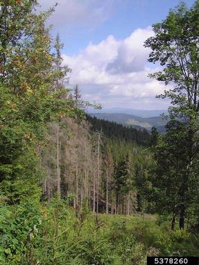 European spruce bark beetle (Ips typographus ) on spruce (Picea spp. ) - 5378260