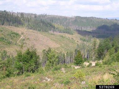 European spruce bark beetle (Ips typographus ) on spruce (Picea spp. ) - 5378269