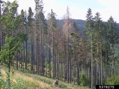 European spruce bark beetle (Ips typographus ) on spruce (Picea spp. ) - 5378275