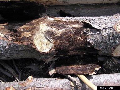 European spruce bark beetle (Ips typographus ) on spruce (Picea spp. ) - 5378281