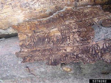 European spruce bark beetle (Ips typographus ) on spruce (Picea spp. ) - 5378282