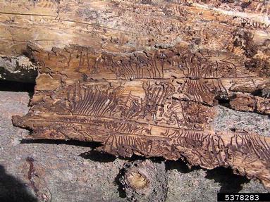 European spruce bark beetle (Ips typographus ) on spruce (Picea spp. ) - 5378283