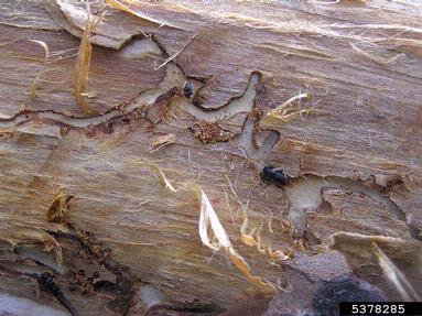 European spruce bark beetle (Ips typographus ) on spruce (Picea spp. ) - 5378285