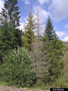 European spruce bark beetle (Ips typographus ) on spruce (Picea spp. ) - 5378291