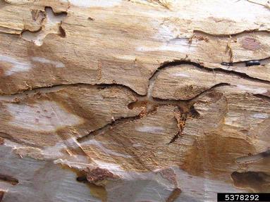European spruce bark beetle (Ips typographus ) on spruce (Picea spp. ) - 5378292
