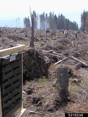 European spruce bark beetle (Ips typographus ) on spruce (Picea spp. ) - 5378298
